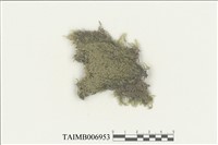 藏品(長葉鱗葉苔)的圖片